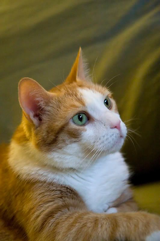 IMAGE: http://i4.photobucket.com/albums/y116/skrim/pdiddy-1.jpg