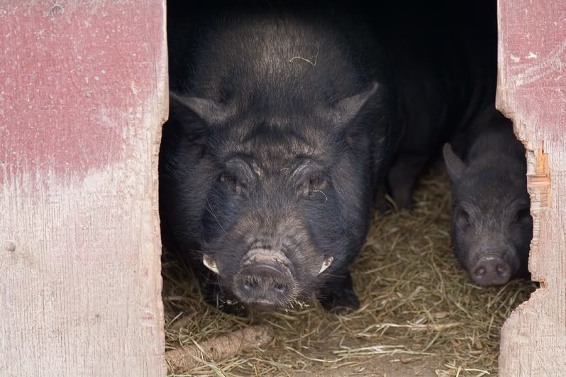 IMAGE: http://i4.photobucket.com/albums/y116/skrim/piggies.jpg