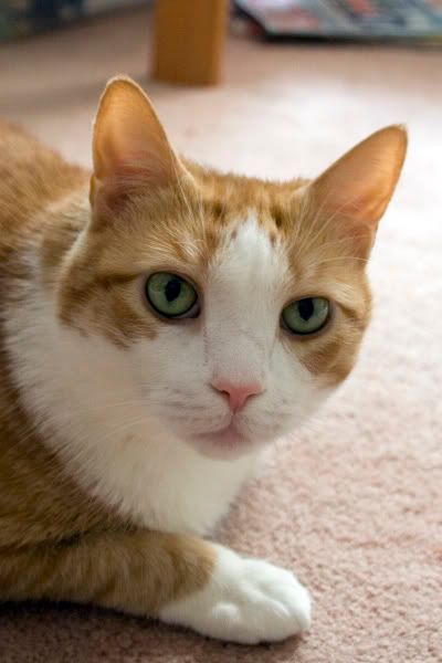 IMAGE: http://i4.photobucket.com/albums/y116/skrim/puck2.jpg