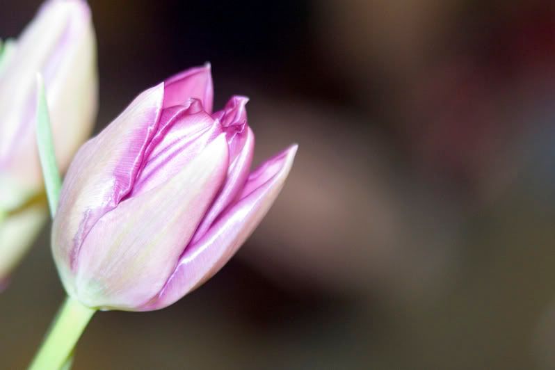 IMAGE: http://i4.photobucket.com/albums/y116/skrim/tammytulip.jpg