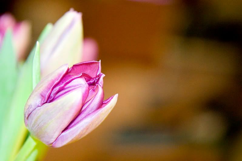 IMAGE: http://i4.photobucket.com/albums/y116/skrim/tulip.jpg