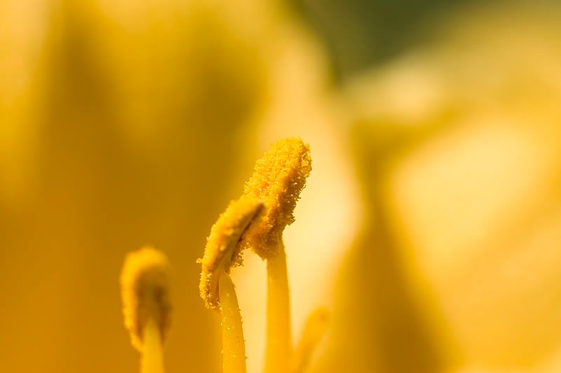 IMAGE: http://i4.photobucket.com/albums/y116/skrim/yellow.jpg