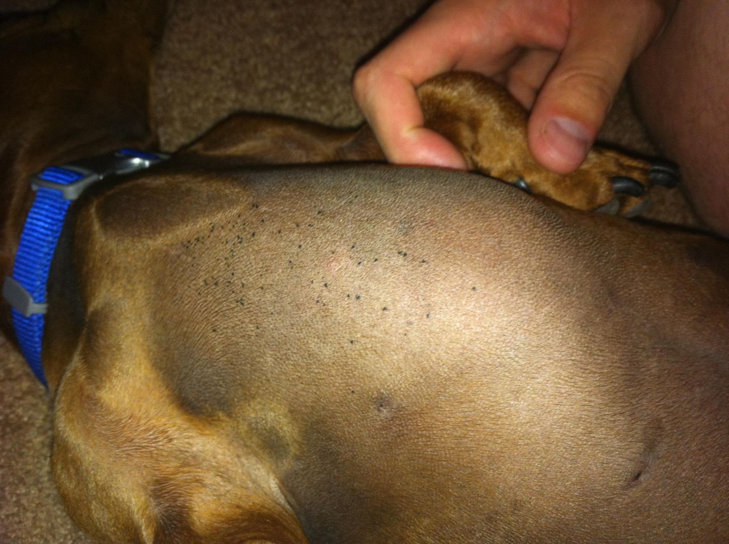 black spots on dog's chest