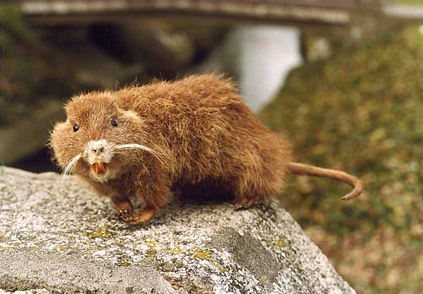Muskrat.jpg