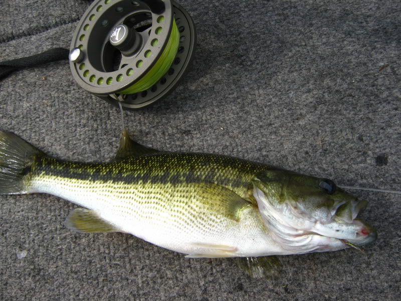  nc wildlife page spotted bass largemouth bass spotted bass lake wylie