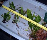 java.fern.jpg image by Wingsdlc