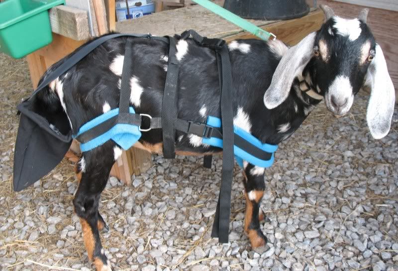 Upddate on Nannie Berry Catcher Homesteading Forum