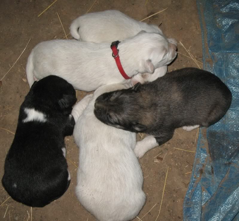 Puppies2.jpg