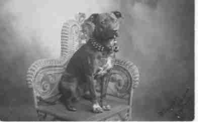 teddy roosevelt pitbull