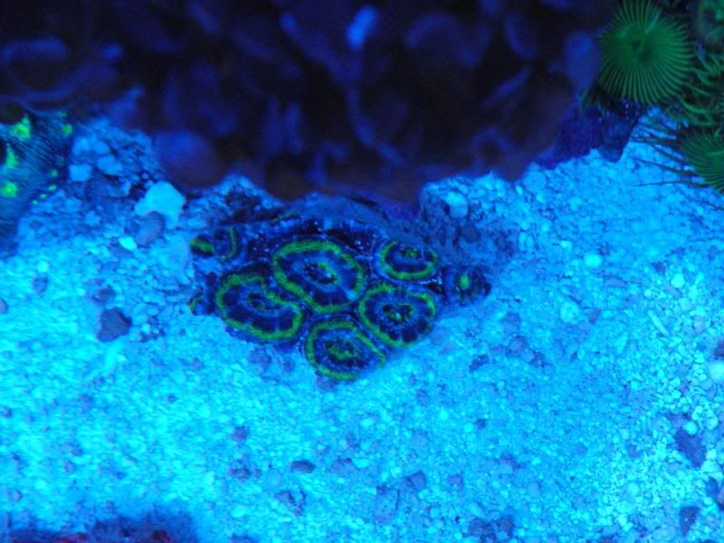 2014February20005 zps47505d92 - Score @ MCE show off  thread