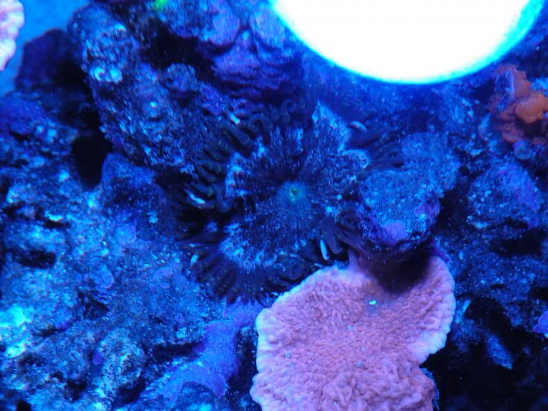 2014February20008 zps3fba7383 - Score @ MCE show off  thread