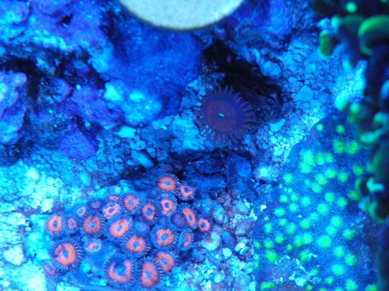 2014February20011 zps967a6089 - Score @ MCE show off  thread