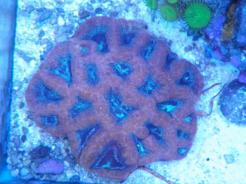 2014February20LansingFragrafflewinners002 zpsc0d80bae - Score @ MCE show off  thread