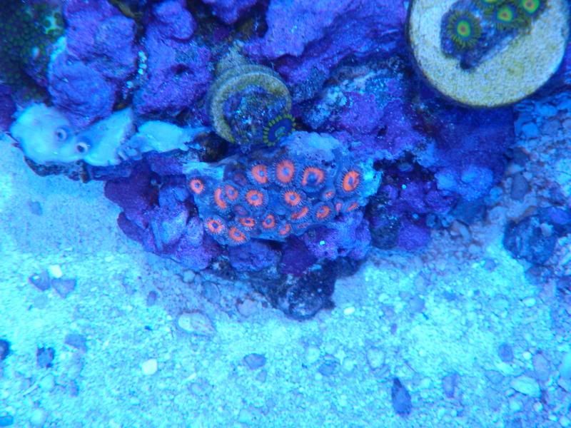 2014February20LansingFragrafflewinners003 zps47e50650 - Score @ MCE show off  thread