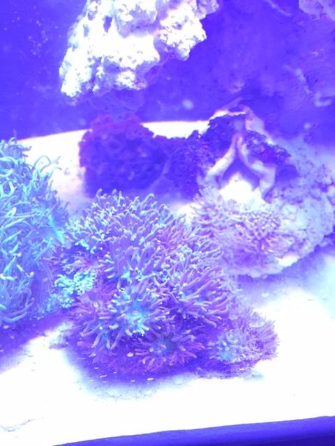 IMG 7466 zpsogb5nvkw - FOR SALE: Zoas, Palys, Leathers, Hammers, Frogspawn
