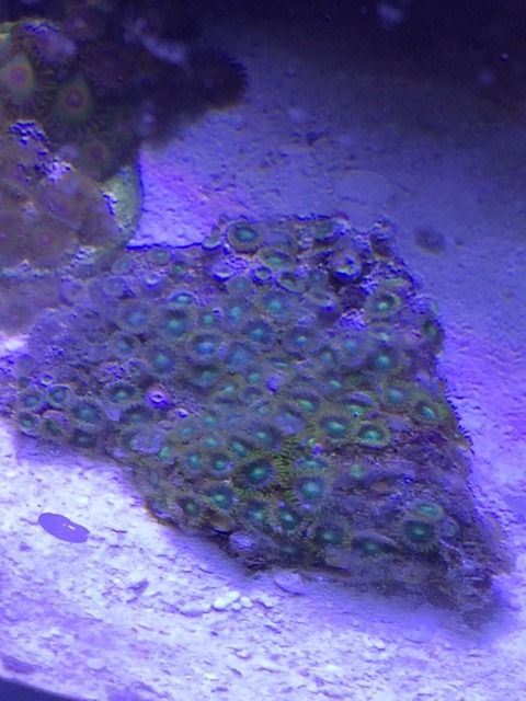 IMG 7477 zpspt6th5yh - FOR SALE: Zoas, Palys, Leathers, Hammers, Frogspawn