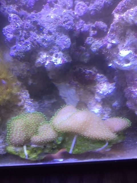 IMG 7481 zpss3lph391 - FOR SALE: Zoas, Palys, Leathers, Hammers, Frogspawn