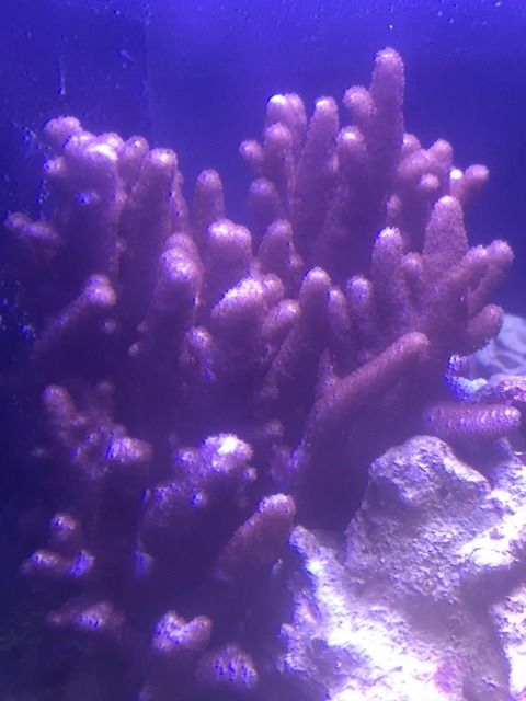 IMG 7483 zpsaktwcxlc - FOR SALE: Zoas, Palys, Leathers, Hammers, Frogspawn
