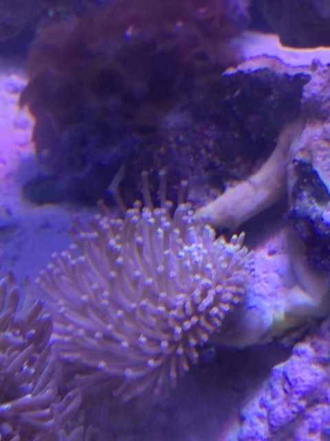 IMG 7487 zpslxekld1f - FOR SALE: Zoas, Palys, Leathers, Hammers, Frogspawn