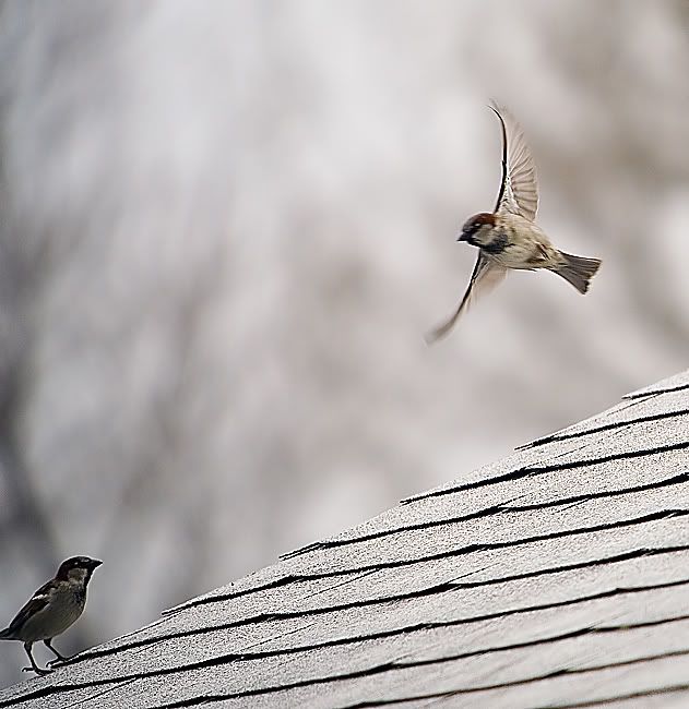 IMAGE: http://i4.photobucket.com/albums/y121/cylentka/IMG_0141sm.jpg