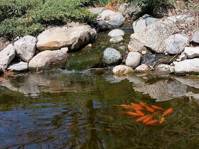 IMAGE: http://i4.photobucket.com/albums/y121/cylentka/IMG_0804sm.jpg