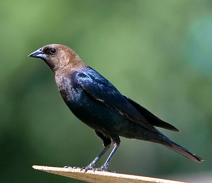 IMAGE: http://i4.photobucket.com/albums/y121/cylentka/IMG_2206sm.jpg