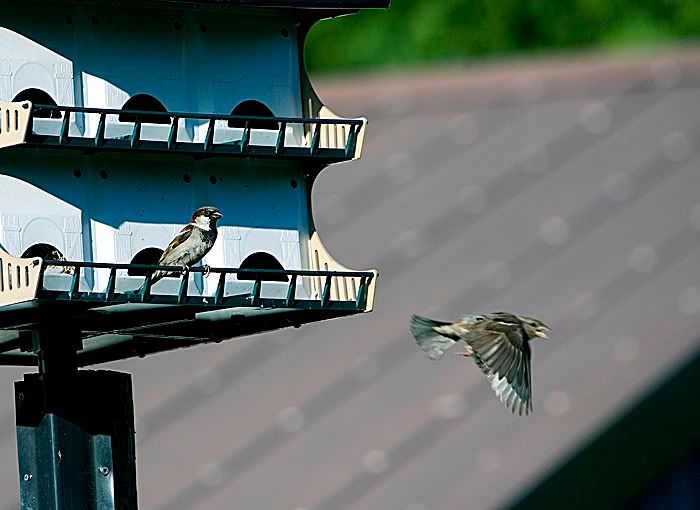 IMAGE: http://i4.photobucket.com/albums/y121/cylentka/IMG_2219sm.jpg