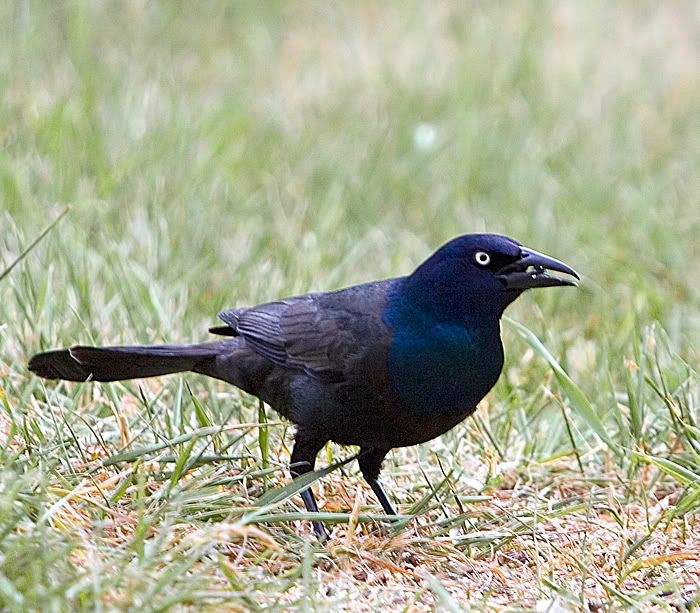 IMAGE: http://i4.photobucket.com/albums/y121/cylentka/IMG_2287sm.jpg