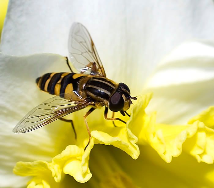 IMAGE: http://i4.photobucket.com/albums/y121/cylentka/IMG_5004sm.jpg