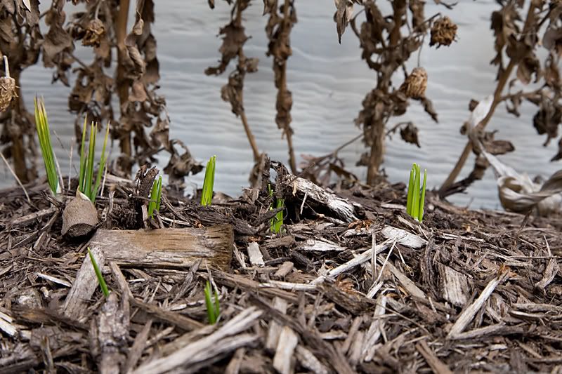 IMAGE: http://i4.photobucket.com/albums/y121/cylentka/IMG_6379.jpg