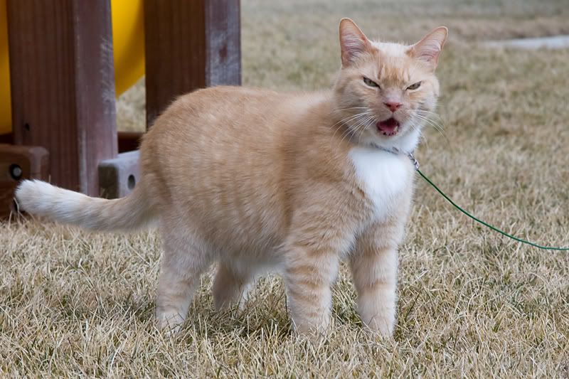 IMAGE: http://i4.photobucket.com/albums/y121/cylentka/IMG_6384.jpg