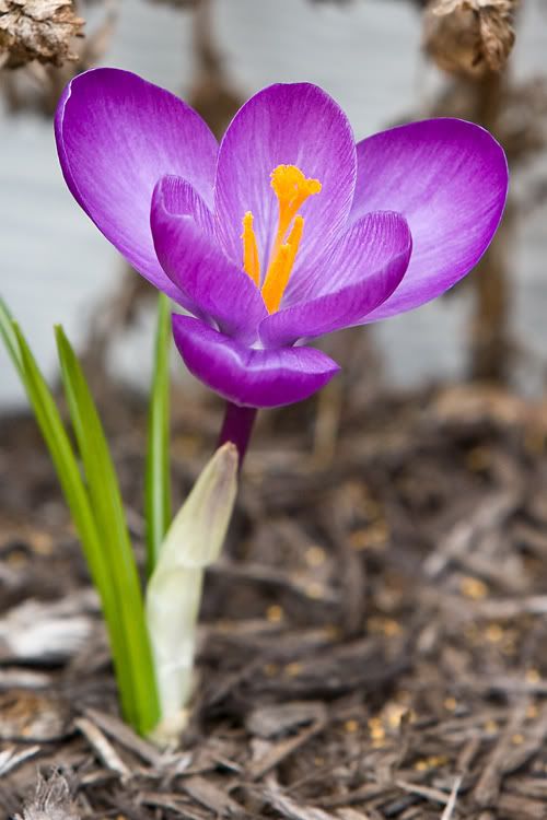 IMAGE: http://i4.photobucket.com/albums/y121/cylentka/IMG_6642.jpg