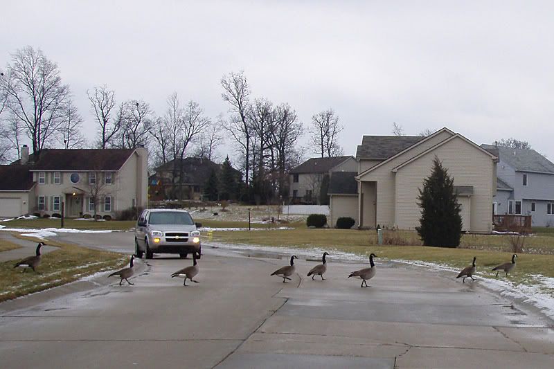 IMAGE: http://i4.photobucket.com/albums/y121/cylentka/geesecrossing.jpg