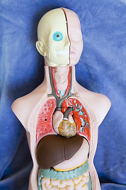 IMAGE: http://i4.photobucket.com/albums/y121/cylentka/mrbody.jpg