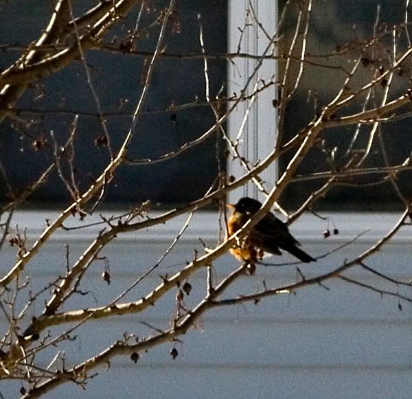 IMAGE: http://i4.photobucket.com/albums/y121/cylentka/robin.jpg