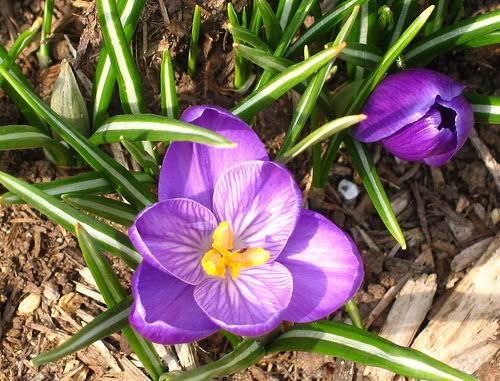 a Crocus at the Smithsonian