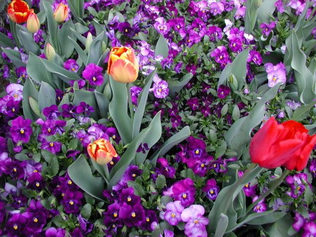 Tulip and violets image © dbyrd/Image hosting by Photobucket