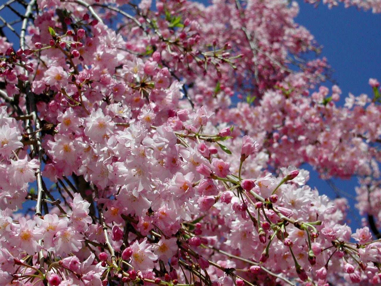 Cherry Blossum Close Up April 9 2005