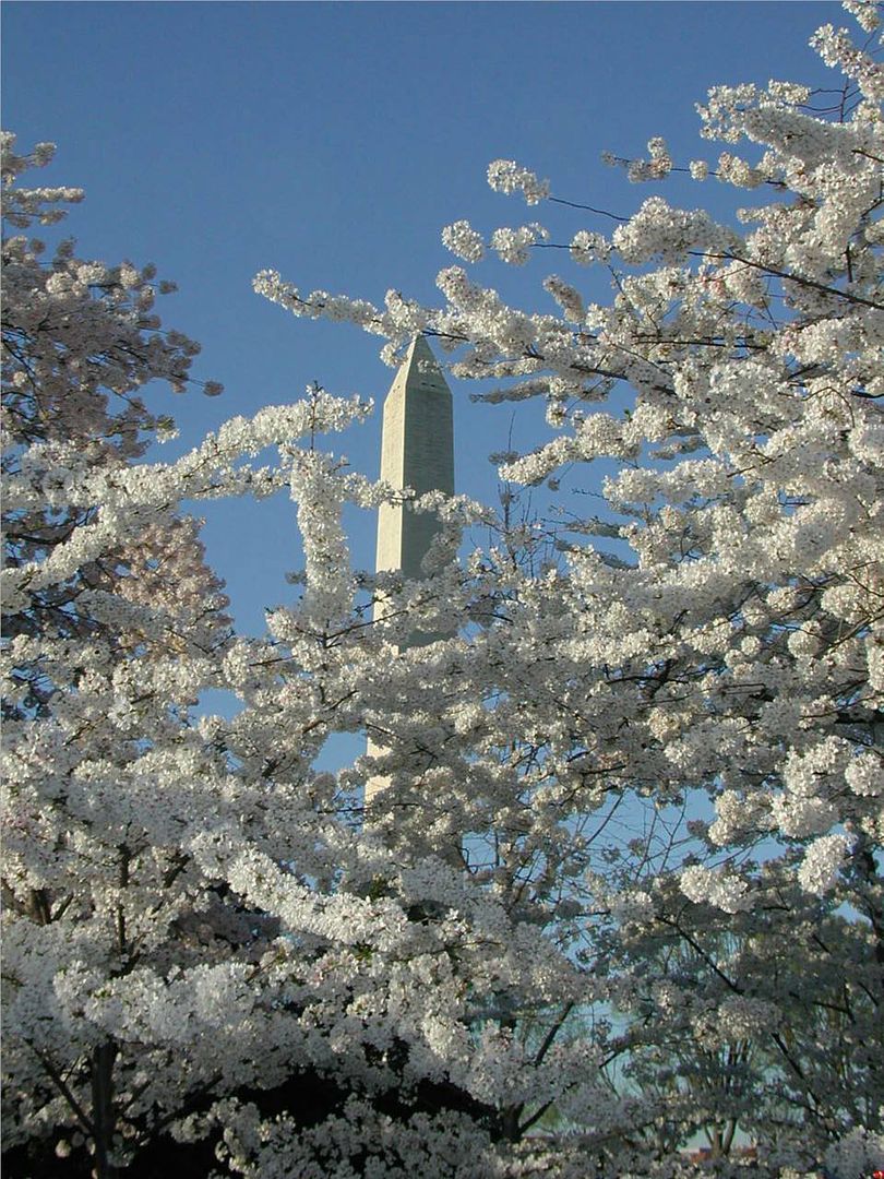 Washington Monument with cherry trees (c)dbyrd