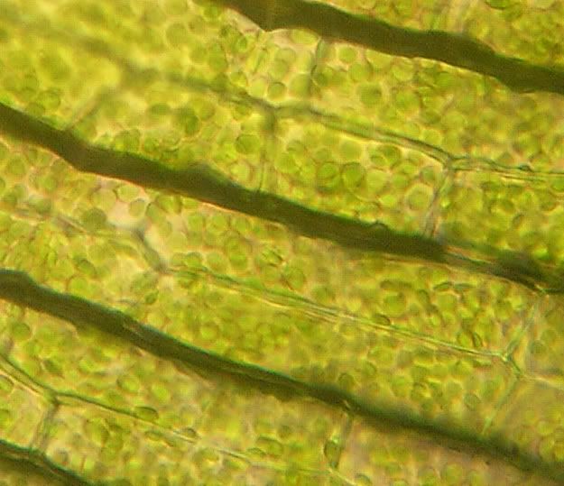 Elodea Leaf Cells; 400x Magnification With A Light Microscope, X 4.0