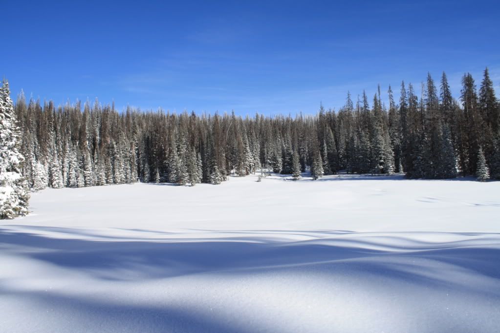 snowies09112.jpg