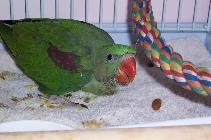Baby Alexandrine Parakeet