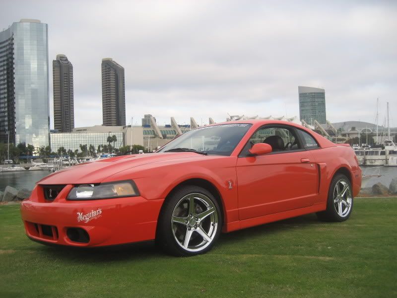 Orange Fox Body