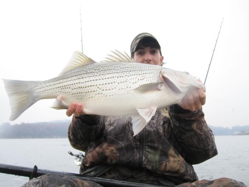 Some Random Boone Lake Fish East Tennessee Fishing