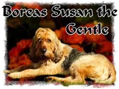 Boreas Susan the Gentle