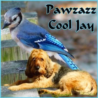 Pawzazz Cool Jay