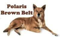 Polaris Brown Belt