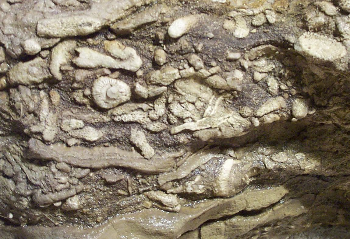fossil2.jpg