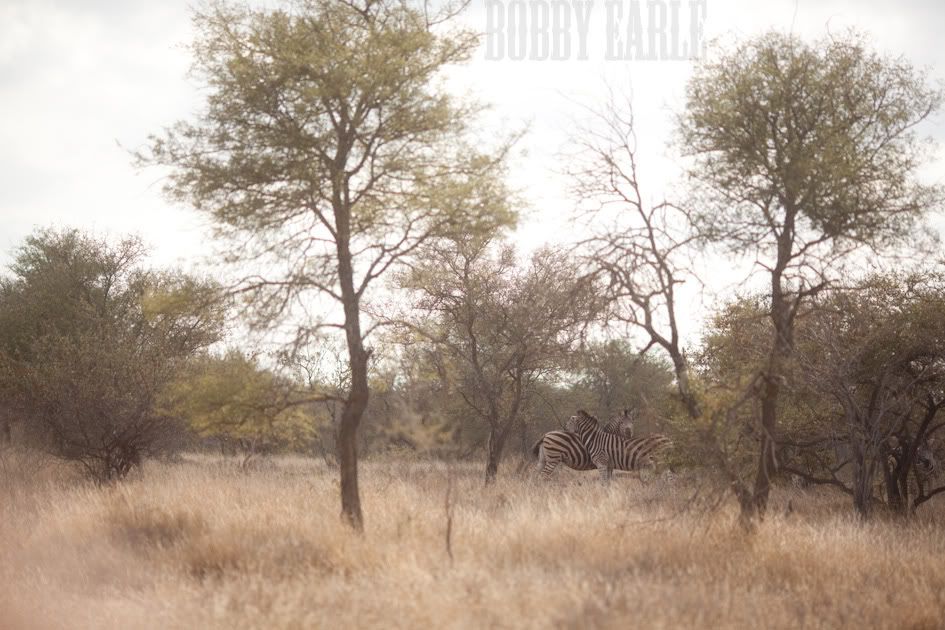 IMAGE: http://i4.photobucket.com/albums/y126/bnlearle/IMG_7833.jpg