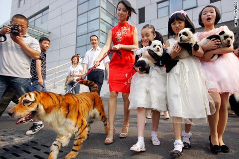 http://i4.photobucket.com/albums/y126/sus08/dog-tiger-small.jpg